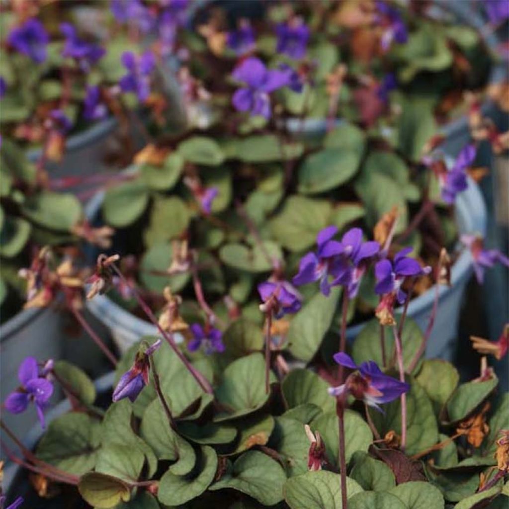 Viola walteri Silver Gem