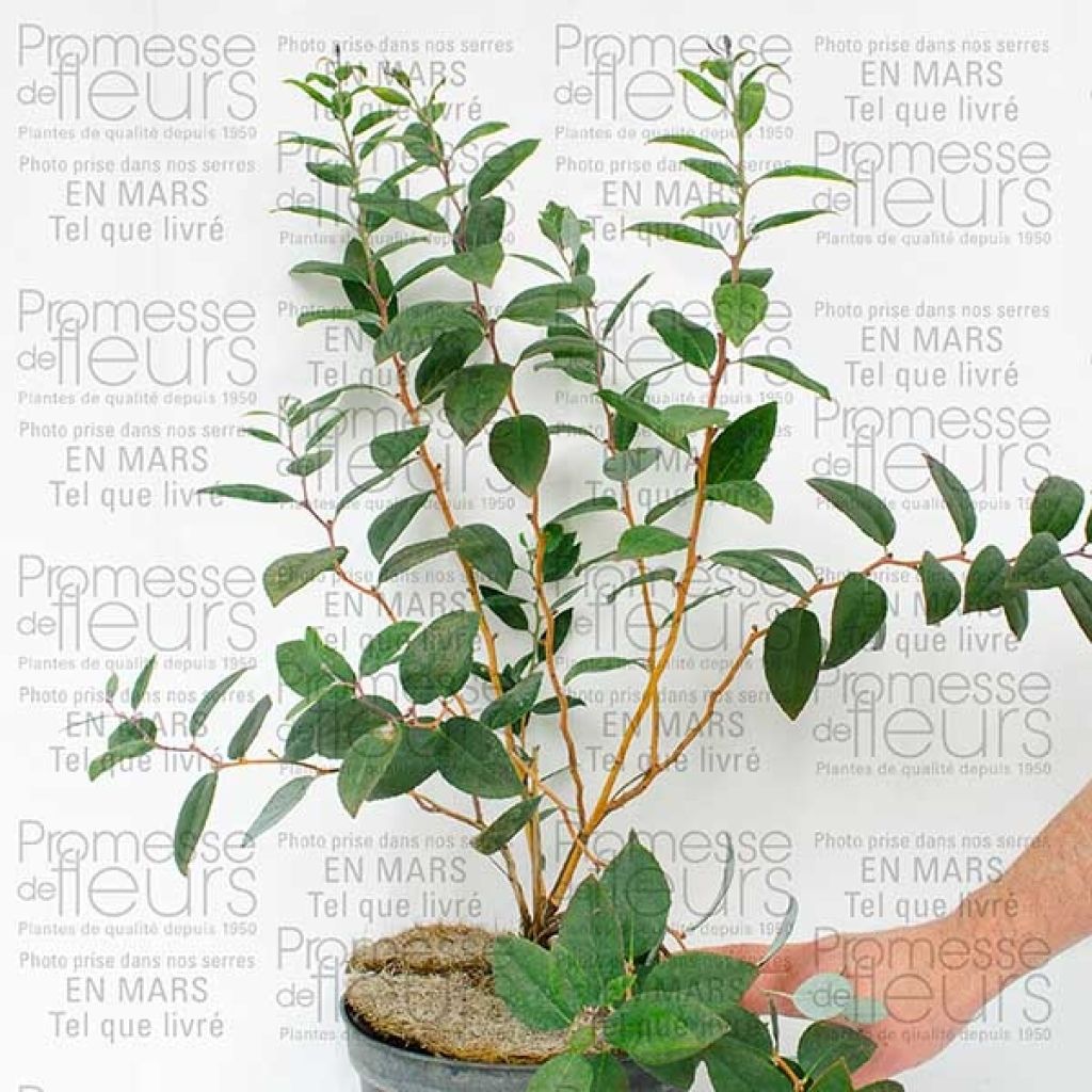 Viburnum f. plicatum Mary Milton