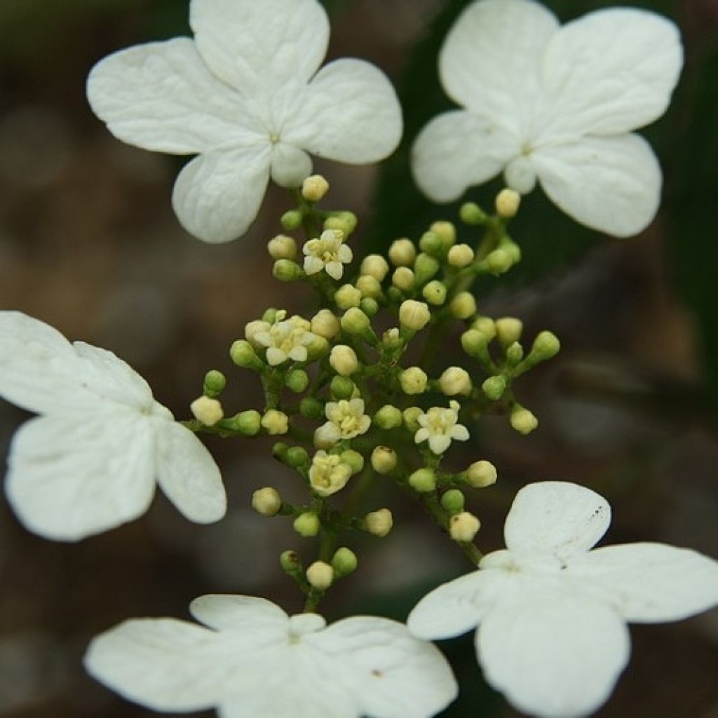 Viburnum plicatum Watanabe