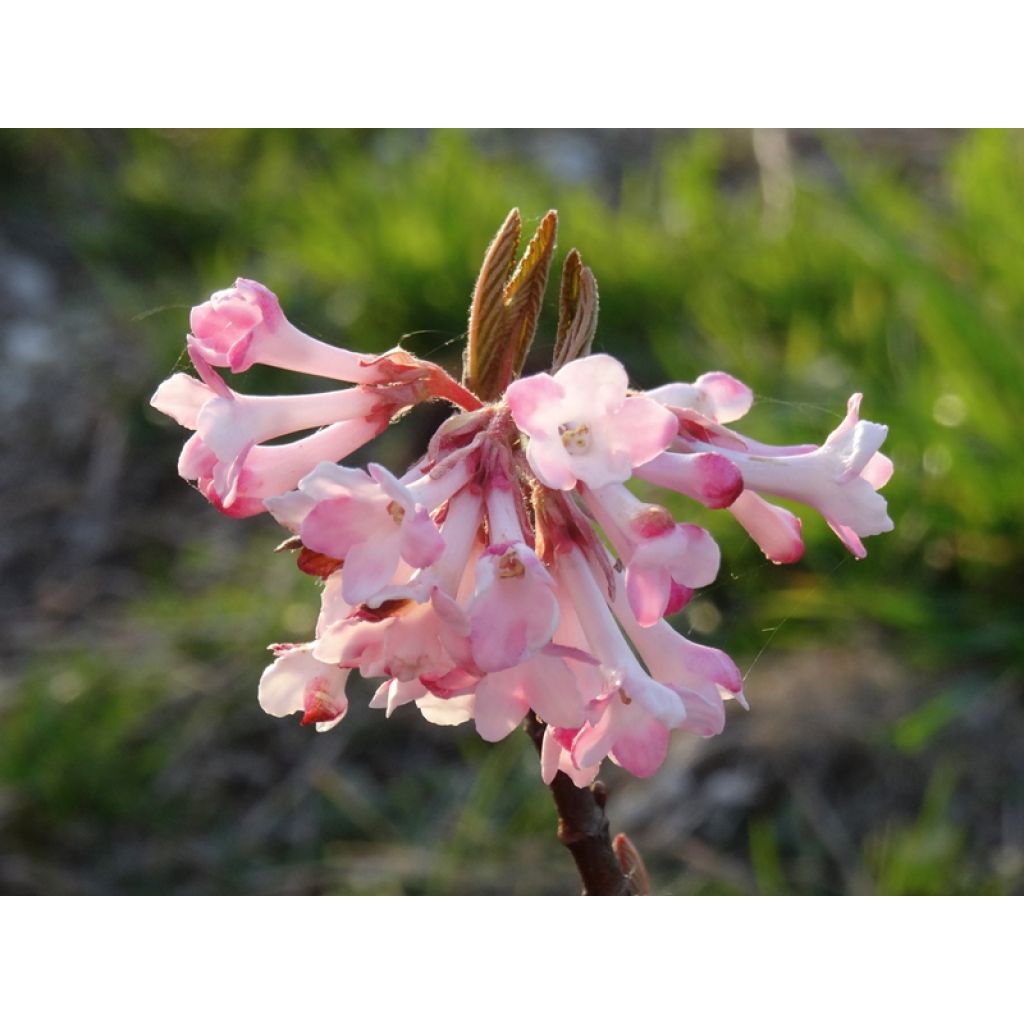 Floraison précoce et parfumée (petite certes mais c'est sa toute première ! ;-))