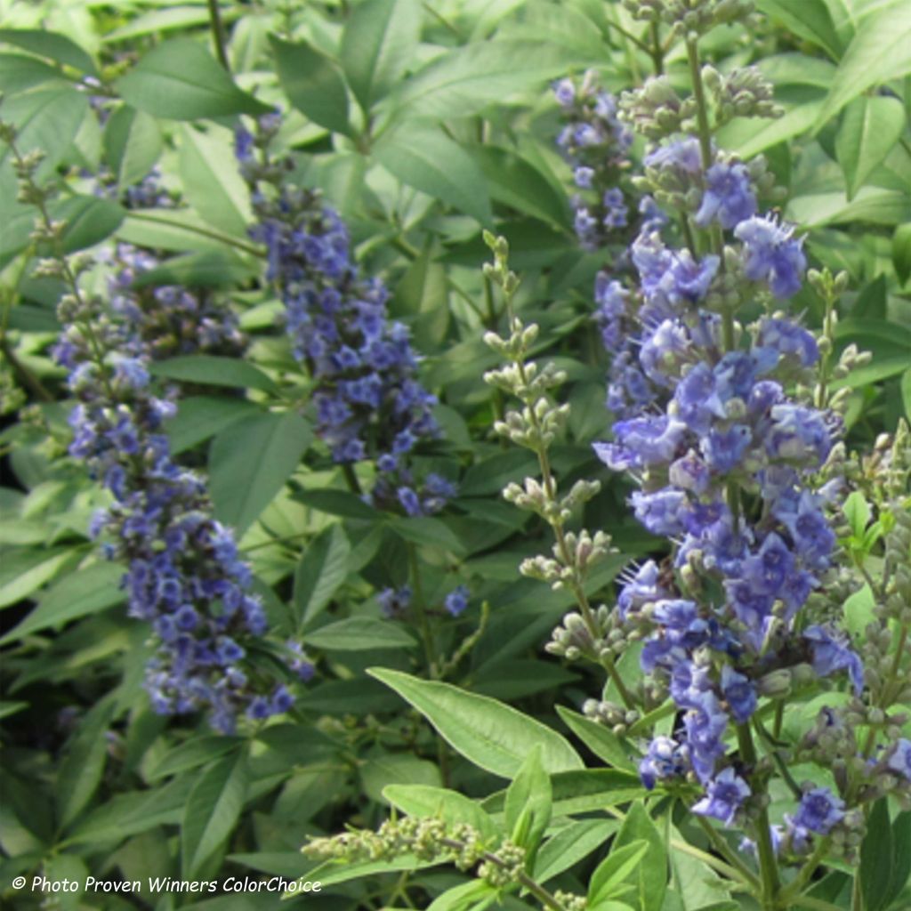 Vitex agnus-castus Blue Didley - Chaste Tree