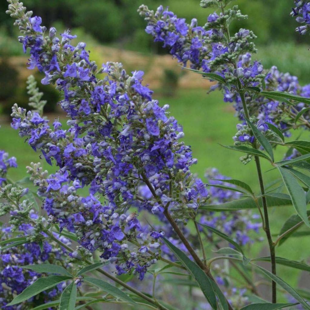 Vitex agnus-castus Delta Blues - Chaste Tree