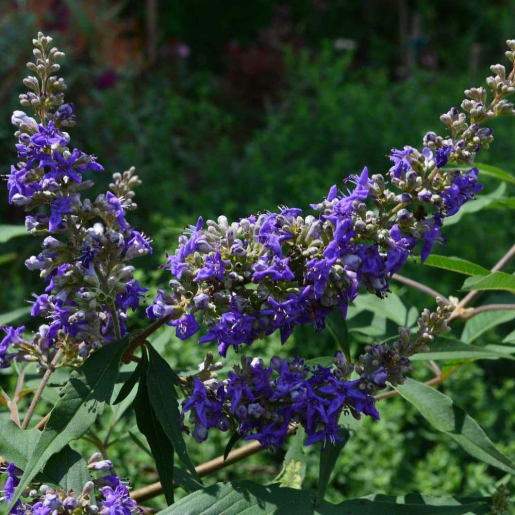 Vitex agnus-castus Delta Blues - Chaste Tree