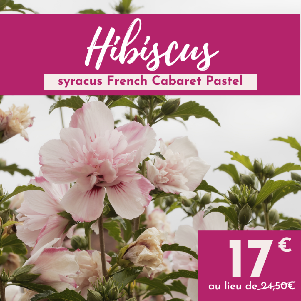 Hibiscus syriacus French Cabaret Pastel - Rose of Sharon