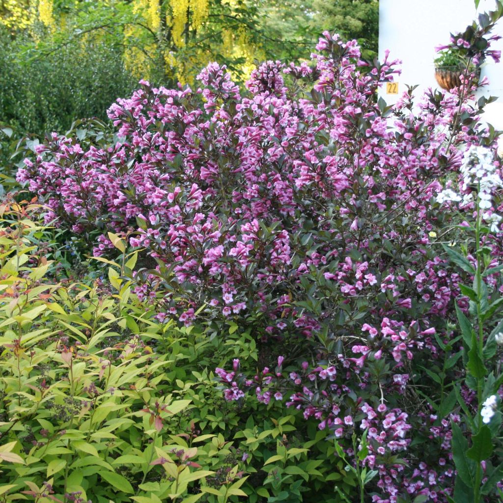 Weigela florida Nana Purpurea