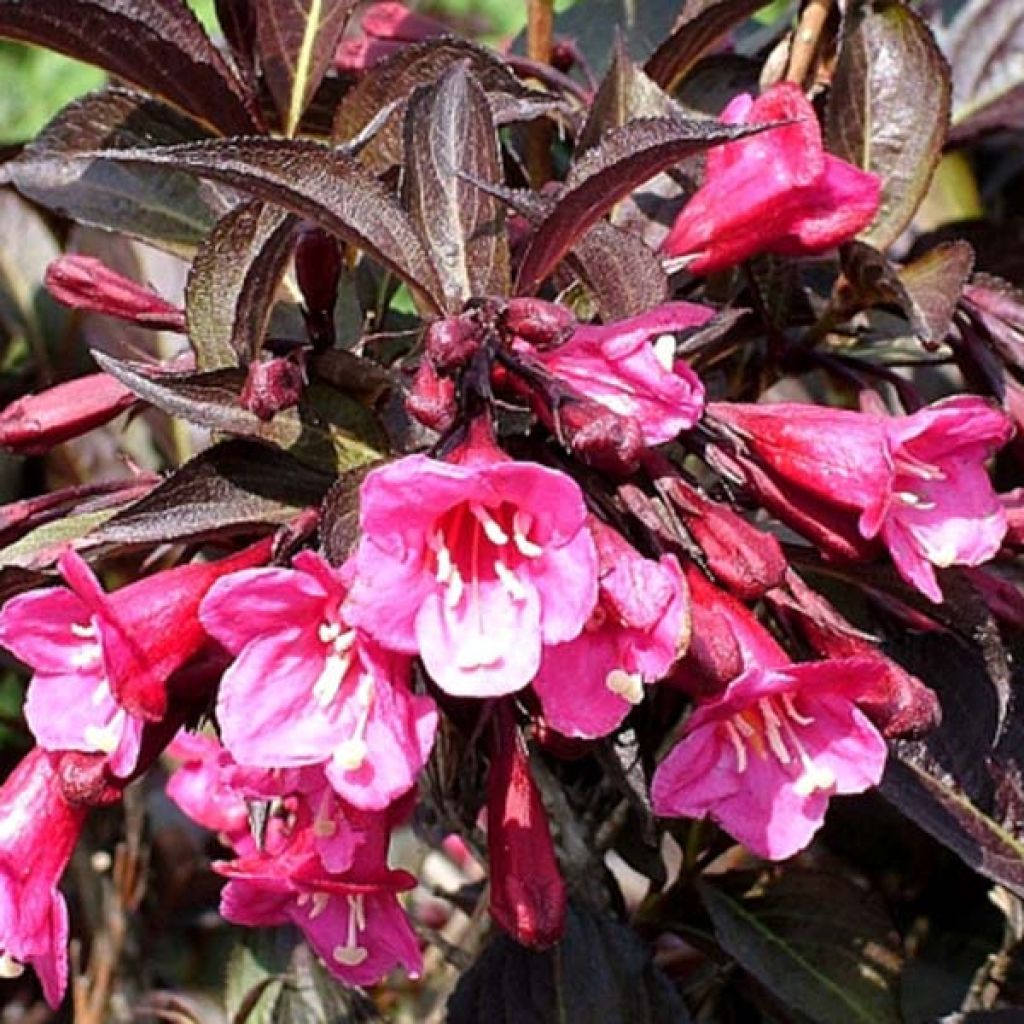 Weigela florida Victoria