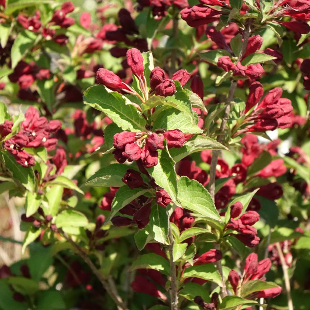 Weigela florida Cherry Love
