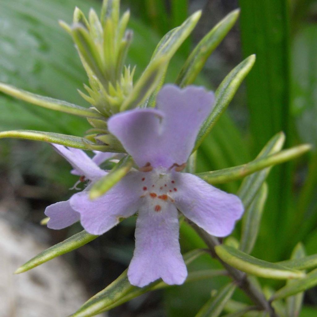 Westringia fruticosa