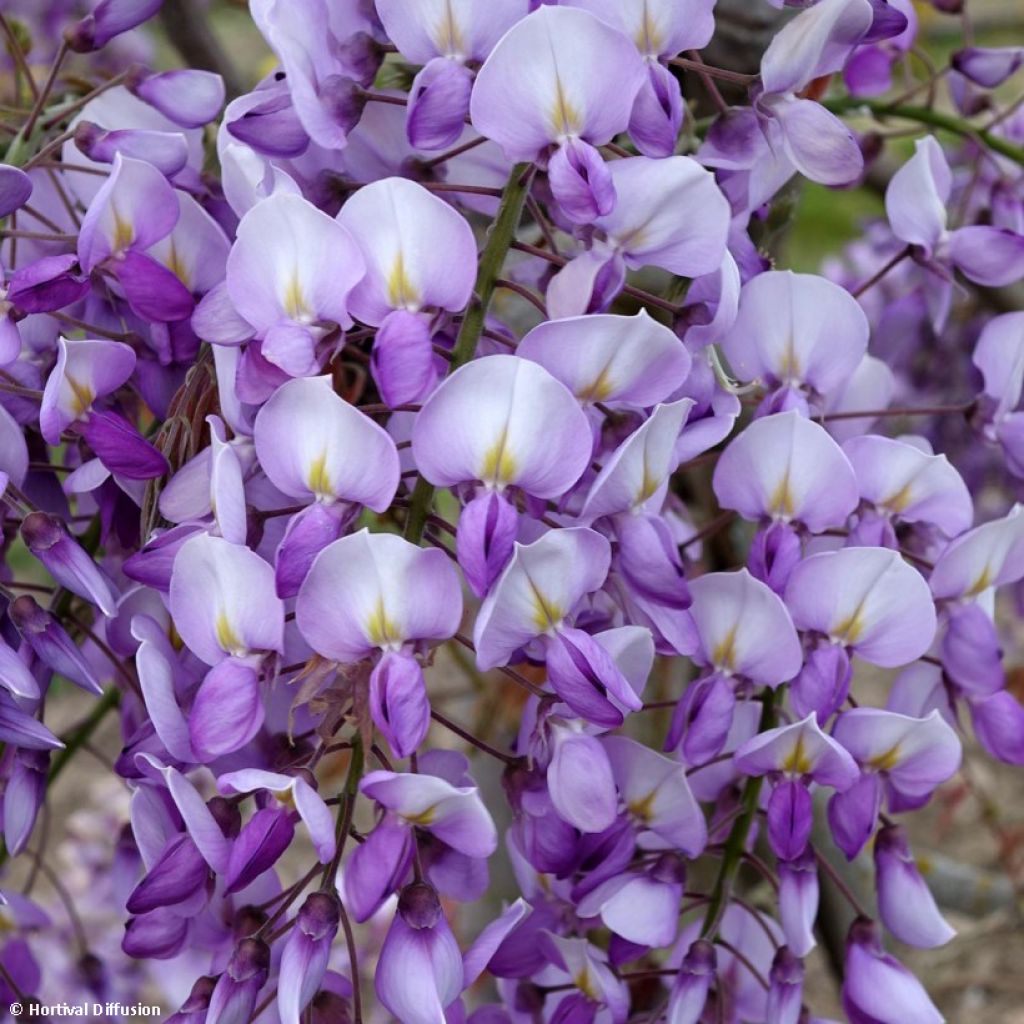 Glycine Grande Diva Barbara - Wisteria (x) venusta