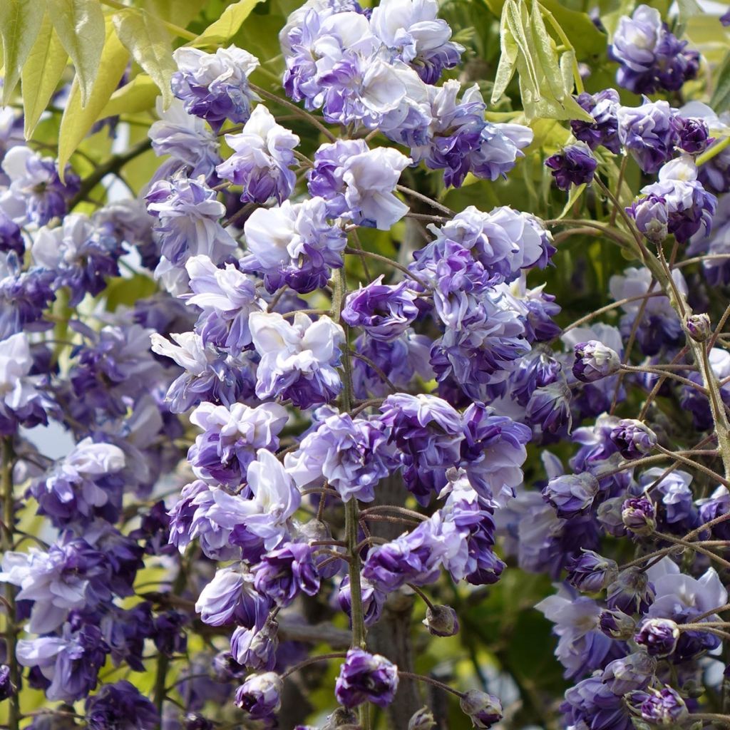 Wisteria GRANDE DIVA CECILIA