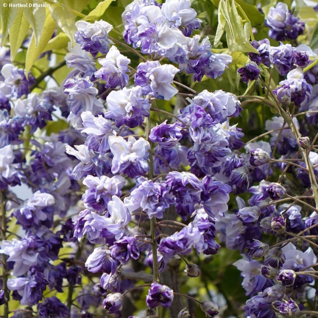 Glycine Grande Diva Cecilia - Wisteria (x) venusta