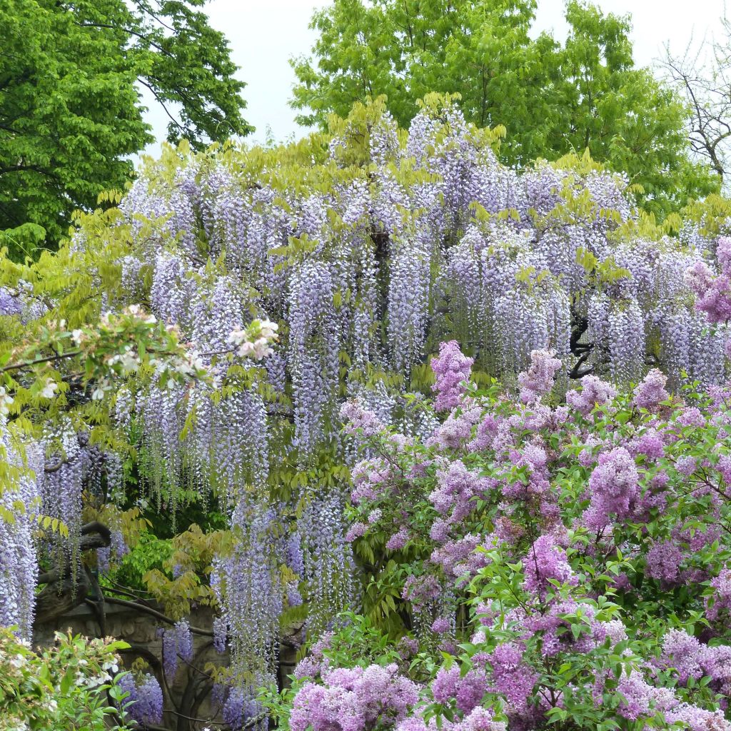 Wisteria floribunda Macrobotrys De Belder