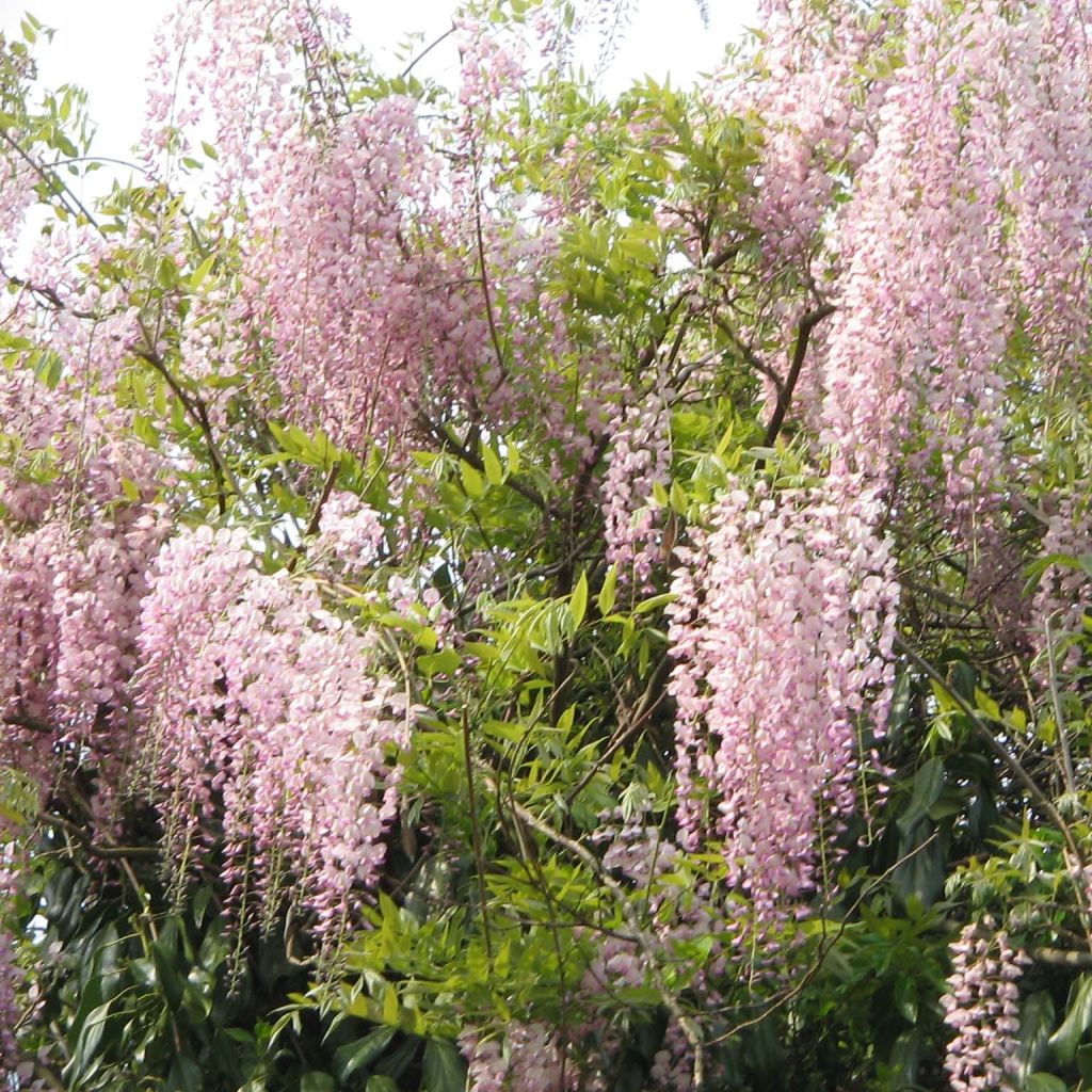 Wisteria floribunda Honbeni