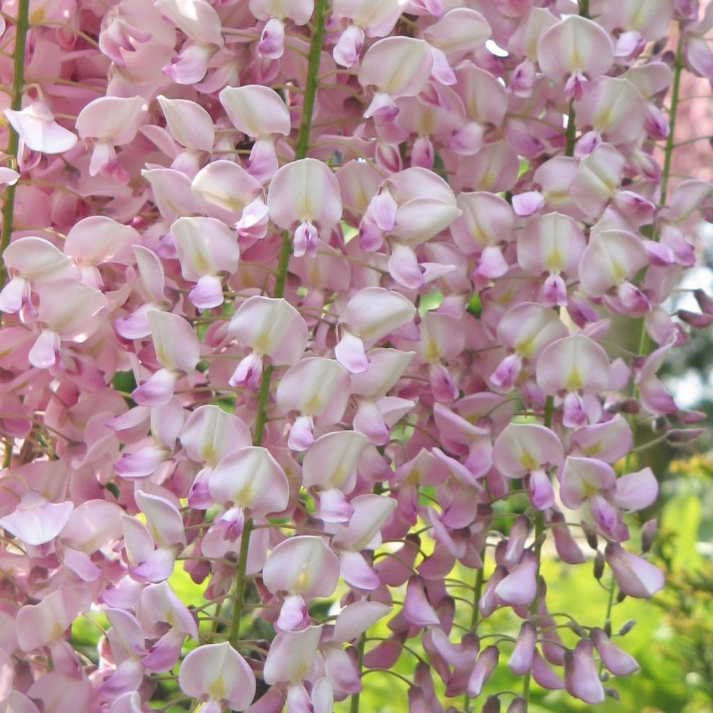 Wisteria floribunda Honbeni