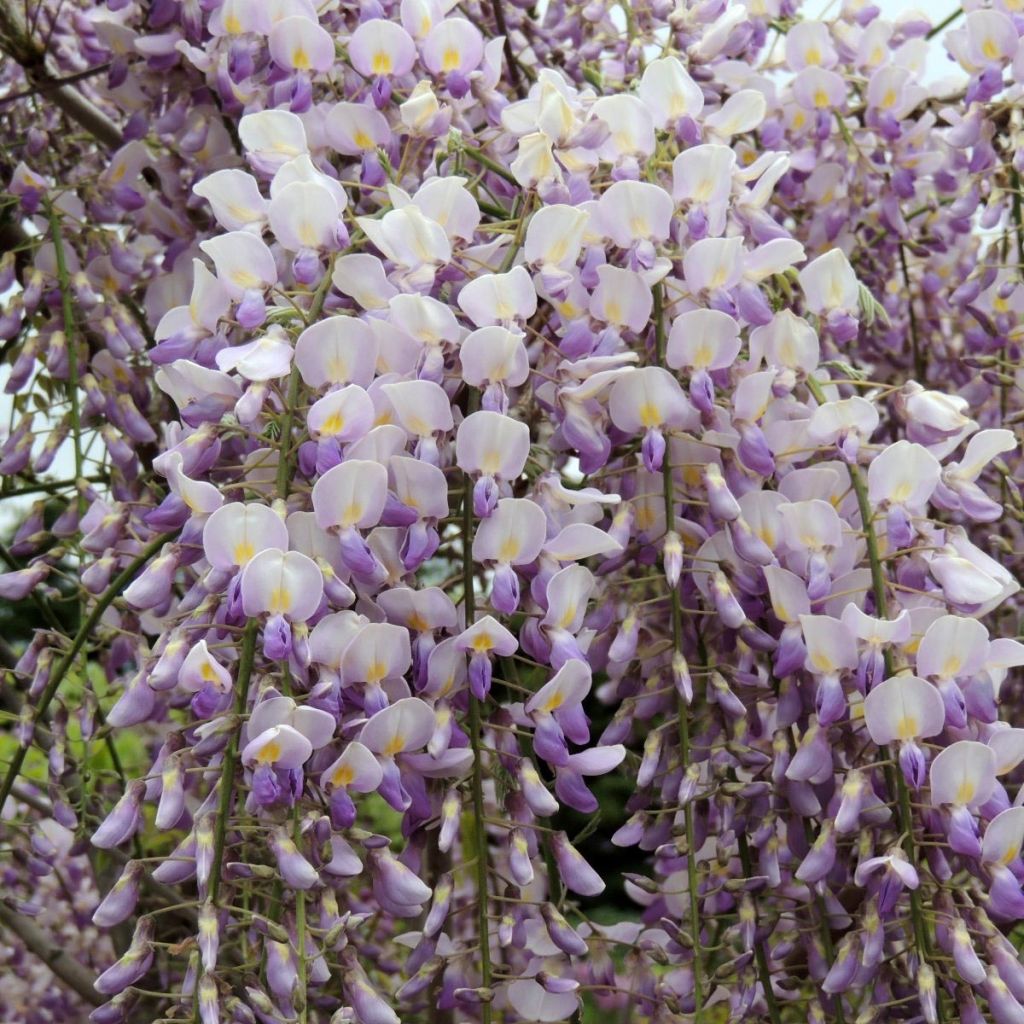 Wisteria GRANDE DIVA Maria