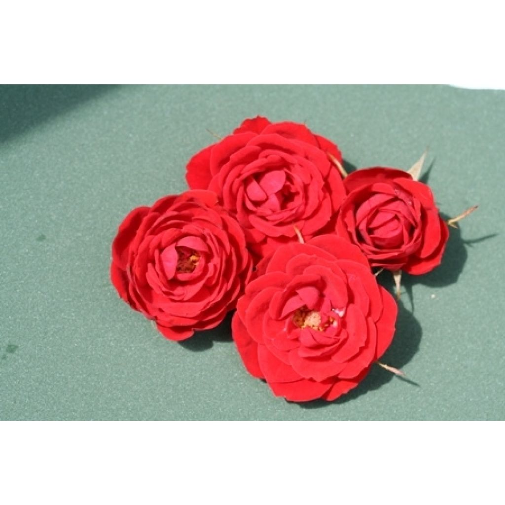 Rosa x polyantha Global Hit - Standard Rose