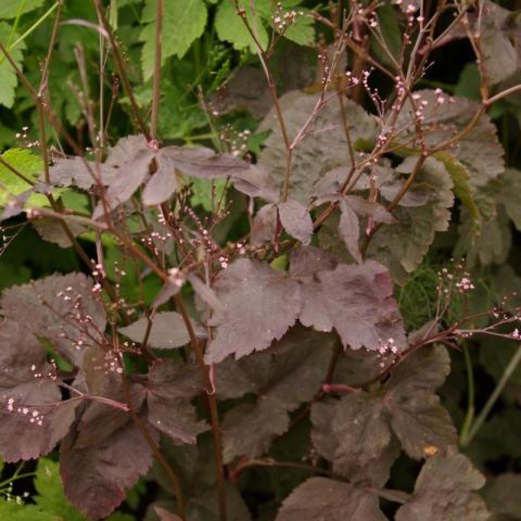 Cryptotaenia japonica purpurea - Japanese Parsley