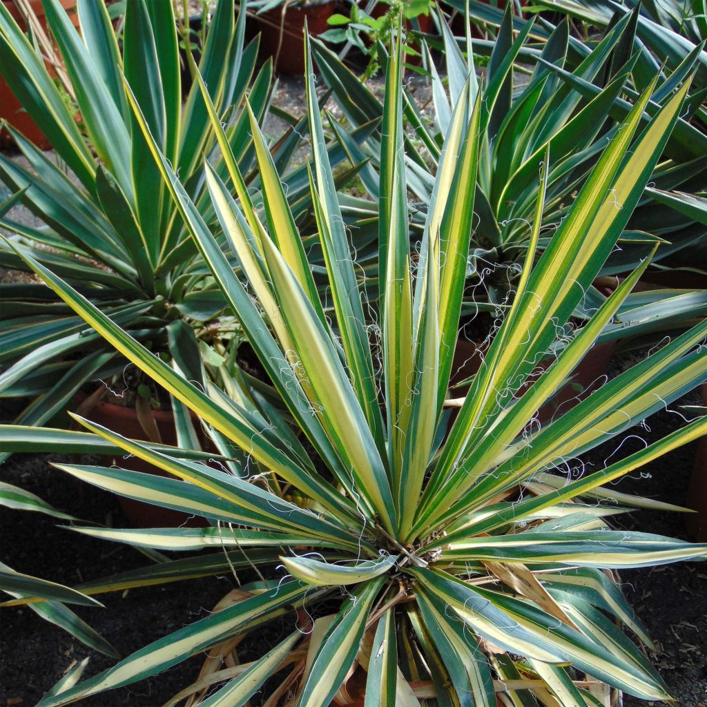 Yucca Bright Star - Variegated Yucca