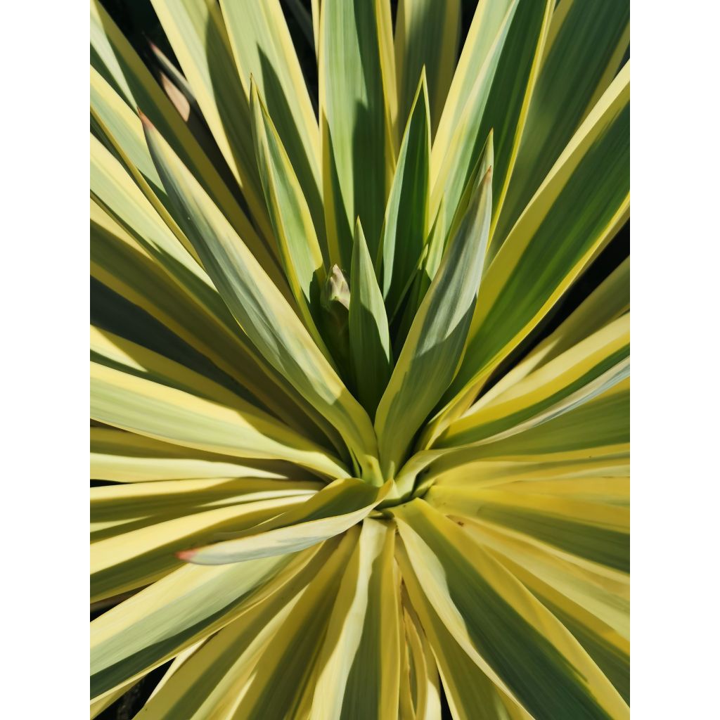 Yucca Bright Star - Variegated Yucca