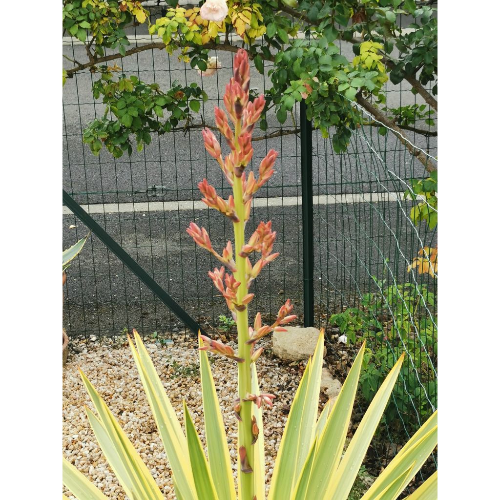 Yucca Bright Star - Variegated Yucca