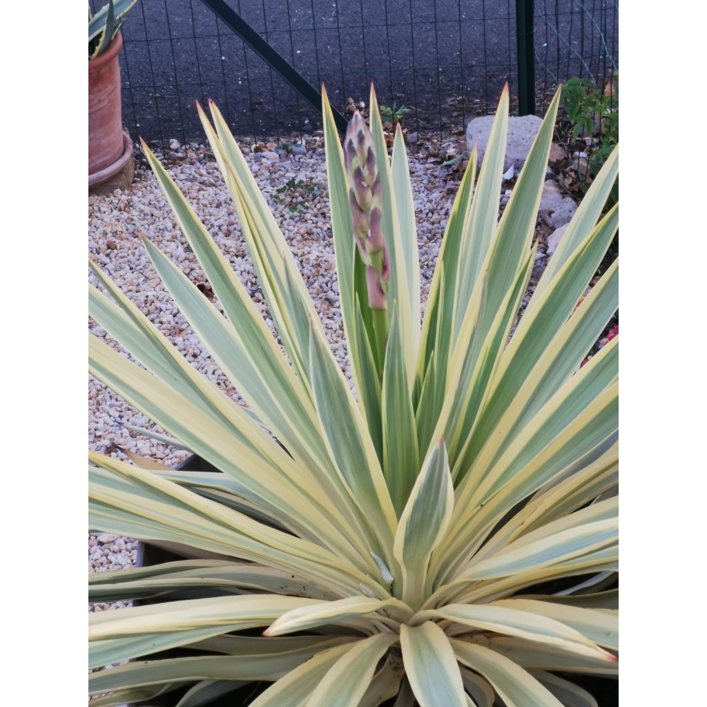 Yucca Bright Star - Variegated Yucca