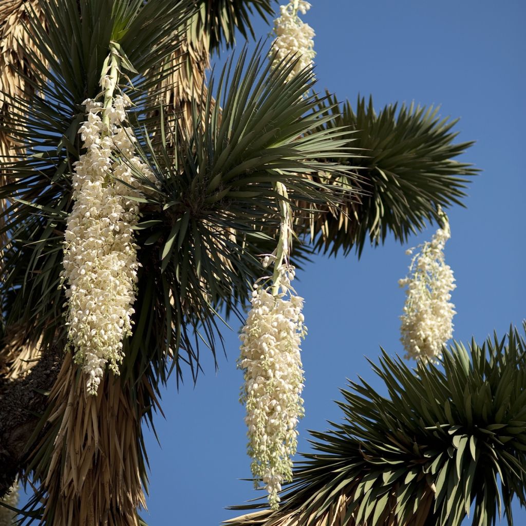 Yucca filifera