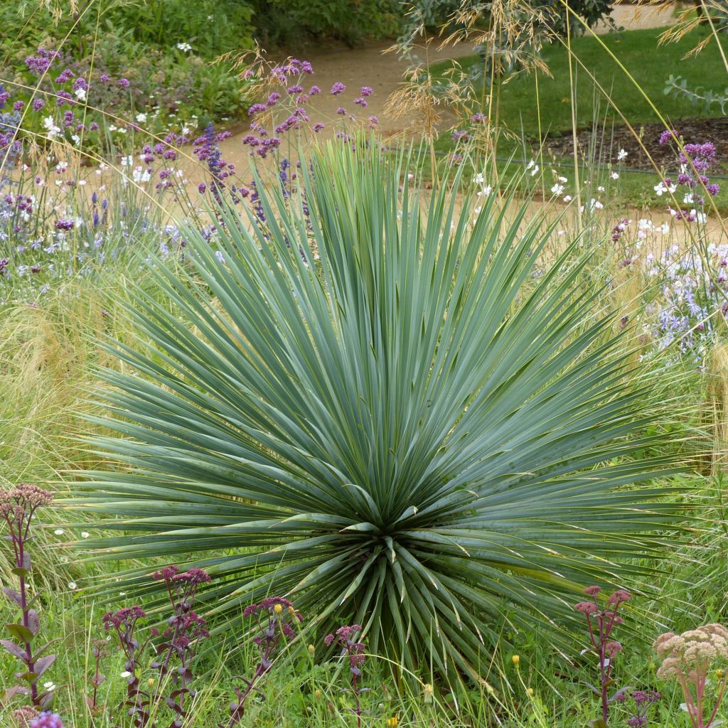 Yucca rostrata