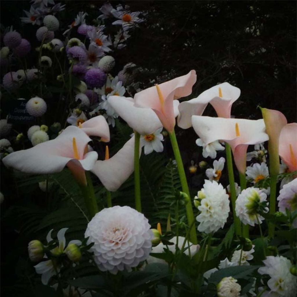 Zantedeschia aethiopica Pink Flamingo - Arum-lily