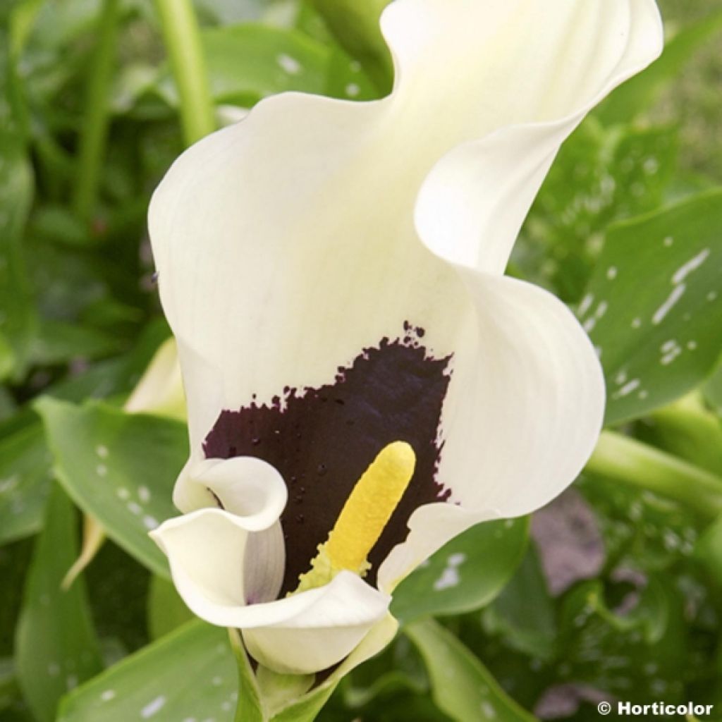 Arum ou Calla jaune - Zantedeschia Black Eyed Beauty