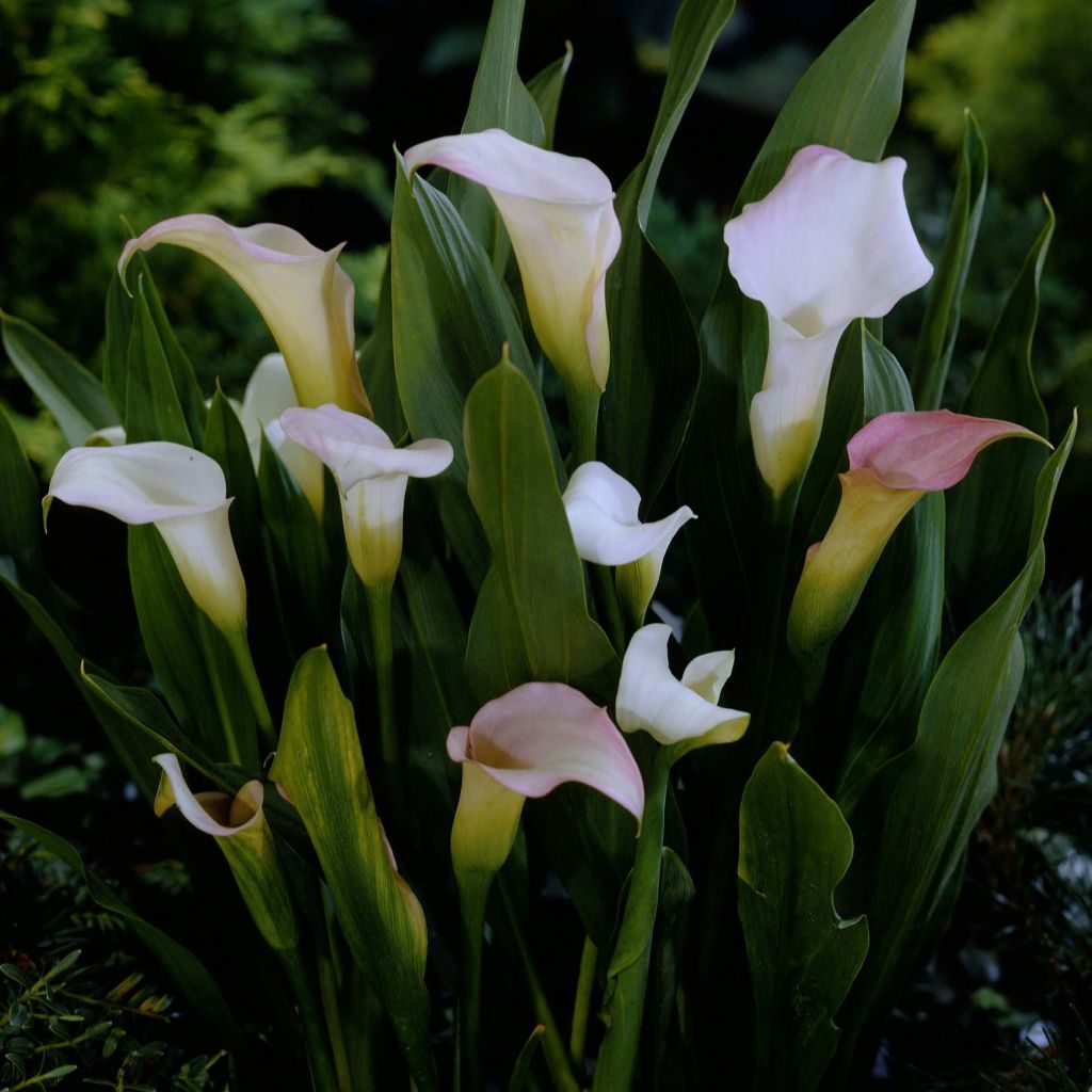 Zantedeschia elliottiana Crystal Blush - Calla Lily