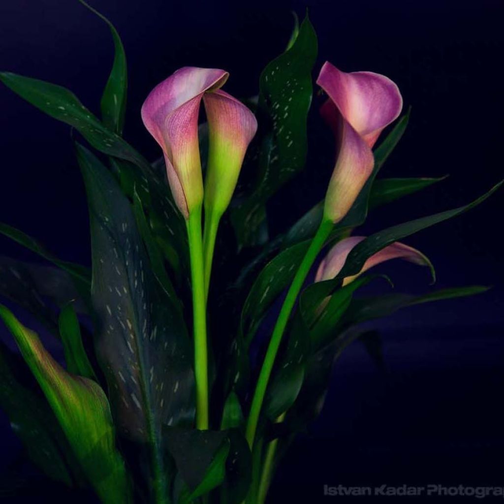 Zantedeschia elliottiana Lavender Gem - Calla Lily