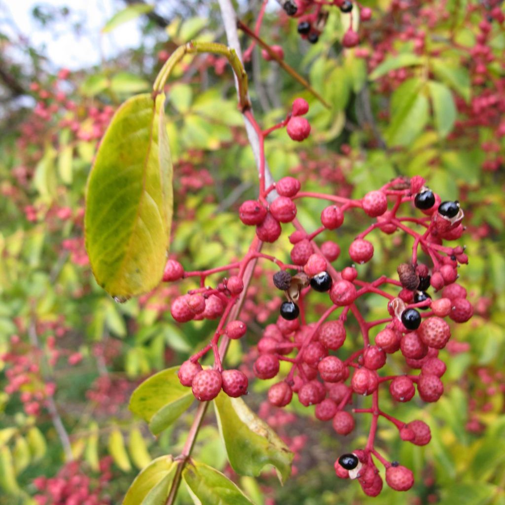 Zanthoxylum simulans