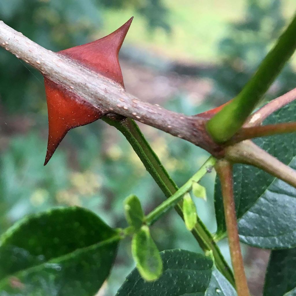 Zanthoxylum simulans