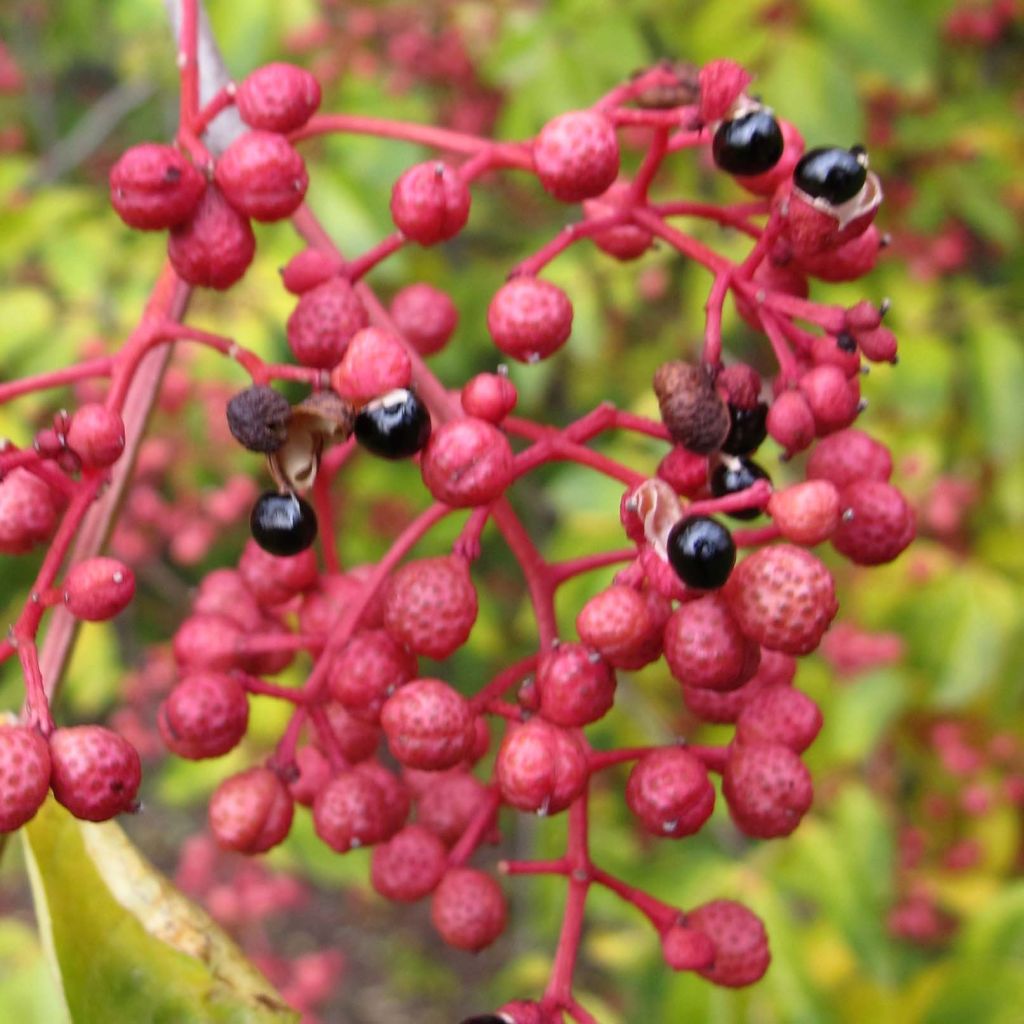 Zanthoxylum simulans