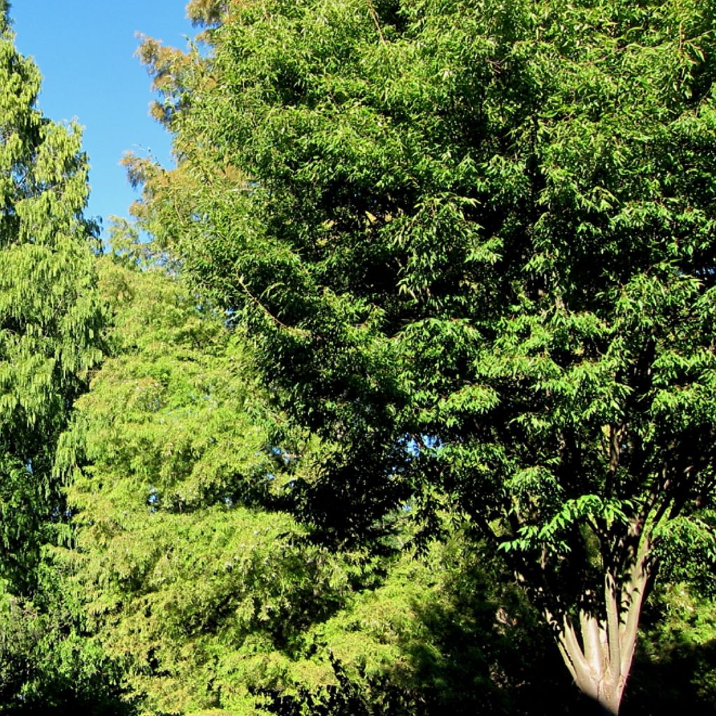 Zelkova serrata Green Vase