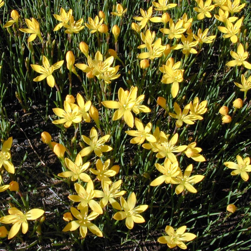 Zephyranthes citrina