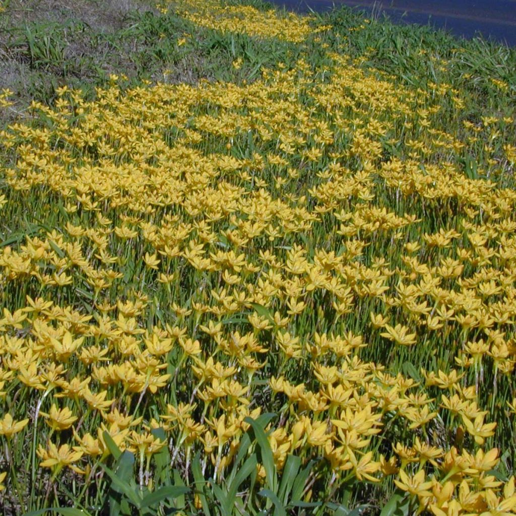 Zephyranthes citrina