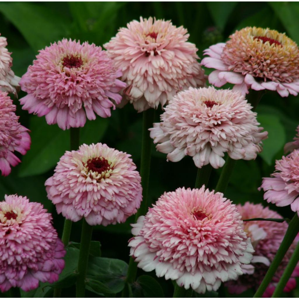 Zinnia elegans Zinderella Lilac