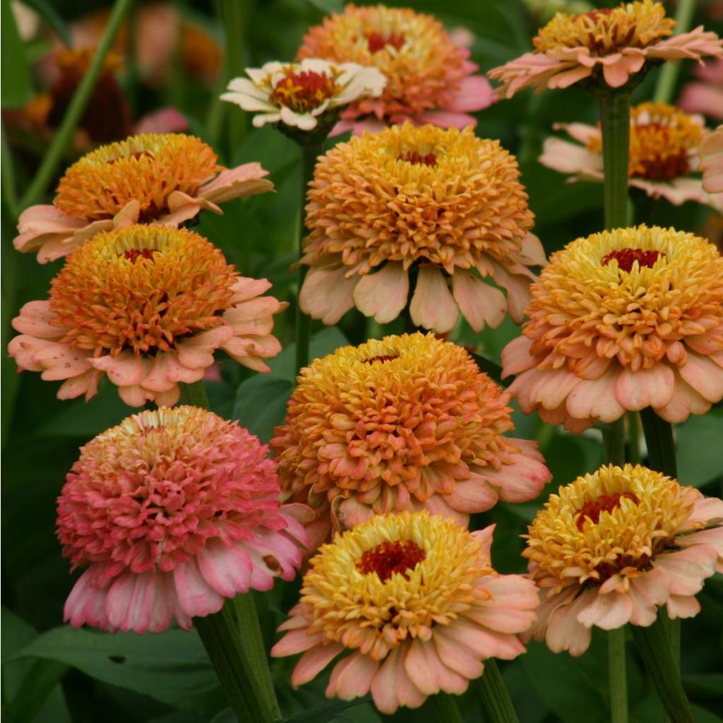 Zinnia elegans Zinderella Peach Seeds