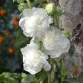 Rose trémière - Alcea rosea Chater's Double Blanc