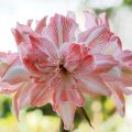 Amaryllis Double Dancing Queen