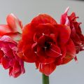 Hippeastrum  'Double Dragon'