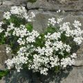 Corbeille d Argent, Arabis Caucasica Bakkely