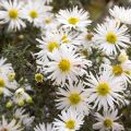 Aster ericoïdes f. prostratus Snow Flurry