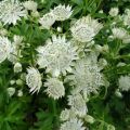 Astrance - Astrantia major Super Star