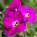 Aubriete Royal Rouge - Aubrieta x cultorum