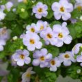 Bacopa Gulliver Blue Sensation - Sutera cordata