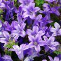 Campanule des murs - Campanula portenschlagiana (muralis)