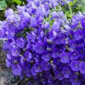 Campanula carpatica bleue - Campanule des Carpathes à fleurs bleues.