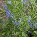 Ceanothus (x) foliosus Italian Skies